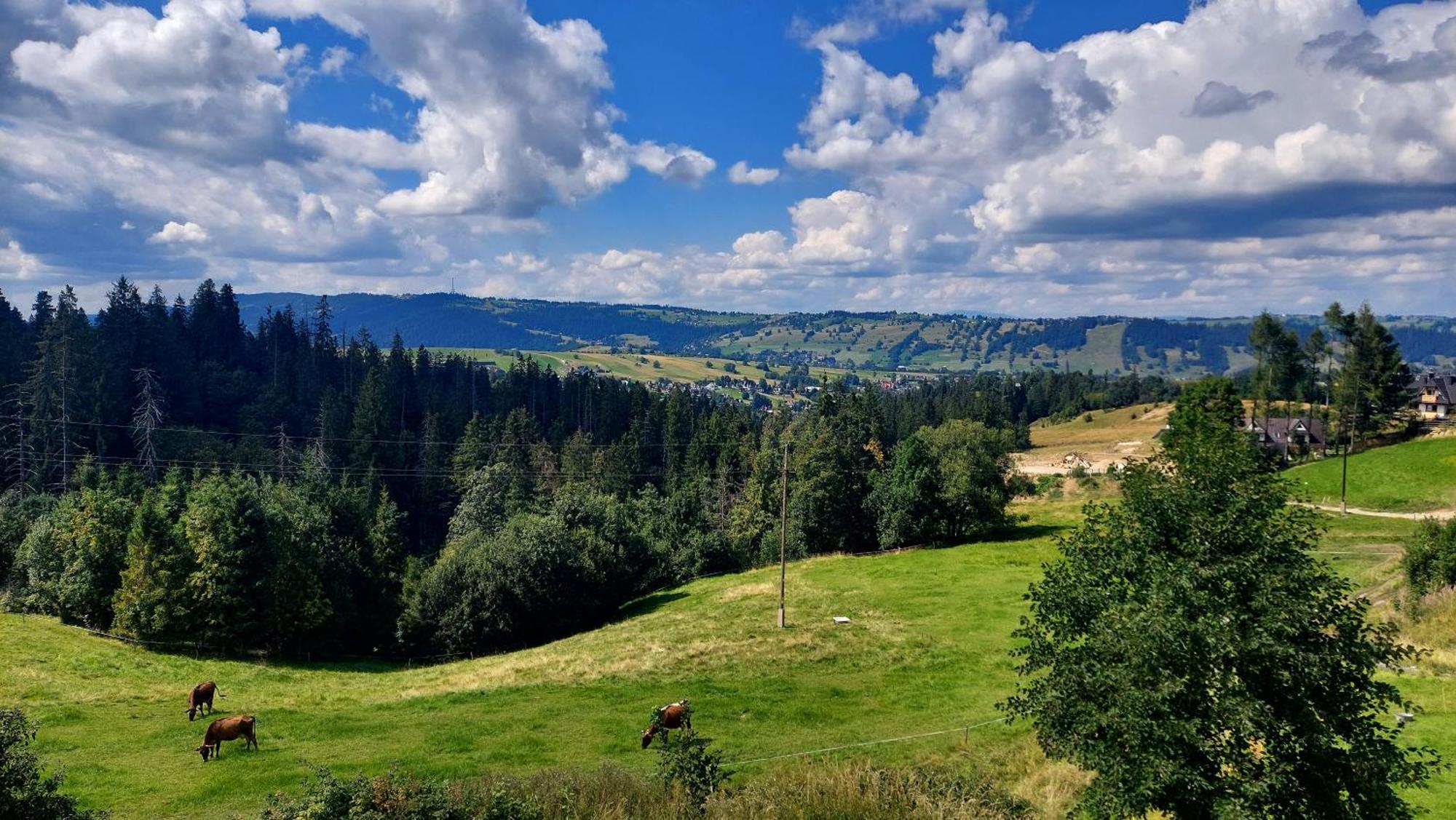 Willa Posrednia Zakopane Exteriör bild
